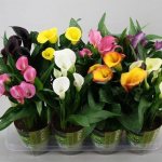 calla lilies in a pot