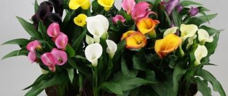 calla lilies in a pot