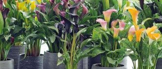 Calla lilies