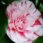 Camellia care at home