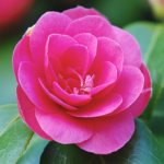 Camellia