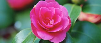 Camellia