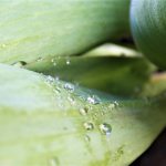 drops on the leaves