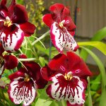 Capricious orchid