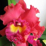 cattleya