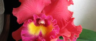 cattleya