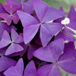 purple oxalis