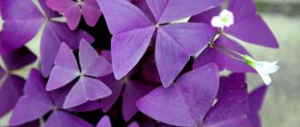 purple oxalis