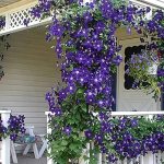 Clematis - planting and care in open ground, methods of propagation and secrets of lush flowering