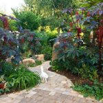 castor bean in the landscape