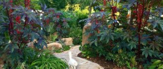 castor bean in the landscape