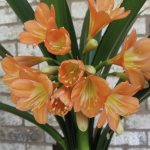 Clivia