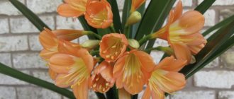 Clivia