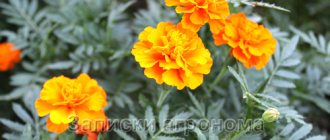 When and how to grow marigold seedlings step by step instructions in different regions of Russia