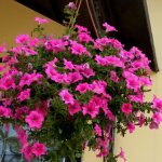 When and how to plant petunia in pots outside?