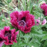 When to replant decorative poppy.