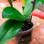 When to water an orchid