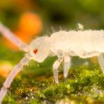 collembola