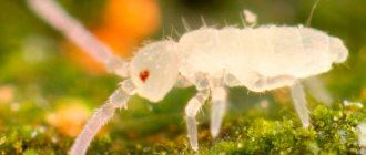 collembola