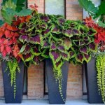 Coleus (60 photos): types and features of care