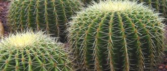 prickly indoor plants