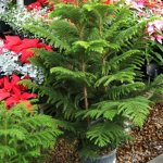 Indoor araucaria - features of caring for a mini Christmas tree