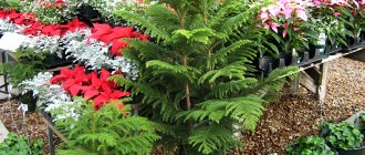 Indoor araucaria - features of caring for a mini Christmas tree