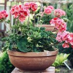 indoor flowers blooming all year round - indoor geranium