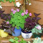 Indoor and garden types of oxalis