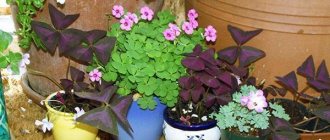 Indoor and garden types of oxalis