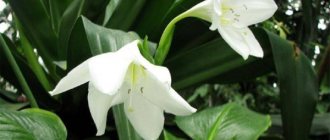 Indoor lilies with wide and narrow leaves. Photo, name, care 