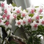 Indoor plants that will bring love and family happiness to your home