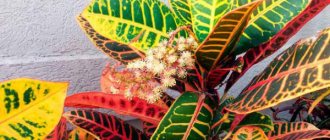 Indoor plants with red leaves