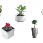 Indoor plants are an important decorative element for interior design in any style.