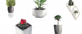 Indoor plants are an important decorative element for interior design in any style.