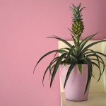 Indoor pineapple