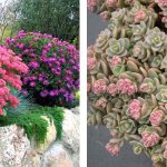 Compositions from succulents: photos, principles of creation