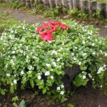 Composition of bacopa with petunia