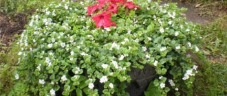 Composition of bacopa with petunia