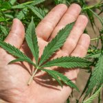 Cannabis can be confused with many similar plants