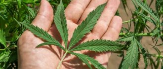 Cannabis can be confused with many similar plants