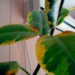 Brown spots on indoor plants