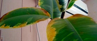 Brown spots on indoor plants