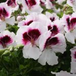 Royal geranium