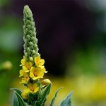 Mullein