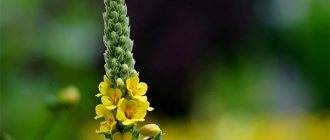 Mullein