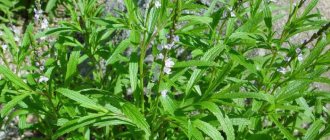 nettle types and photos