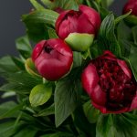 beautiful peonies