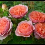 beautiful roses