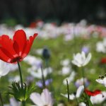 Red and white varieties